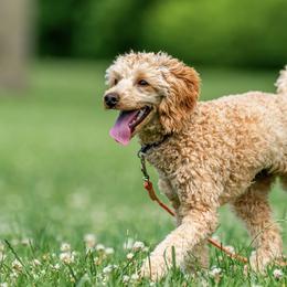Bailey - Goldendoodle