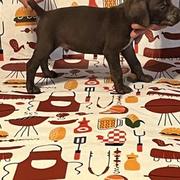 Boy 5 - German Shorthaired Pointer puppy in Weirton, West Virginia from Weber Valley Kennels