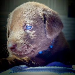 Labrador Retriever Puppies from Bulleit Breeders