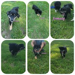 Toy Australian Shepherd Puppies from High Point Toy Aussies