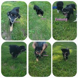 Toy Australian Shepherd Puppies from High Point Toy Aussies
