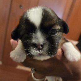 Boy 2 - male Shih Tzu puppy in Hemet, California from Kimberly's Heavenly Shih Tzus