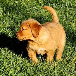 Golden Retriever and Labrador Retriever Puppies from OK GunDogs