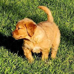 Golden Retriever and Labrador Retriever Puppies from OK GunDogs