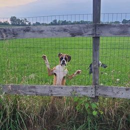 Sage - Boxer