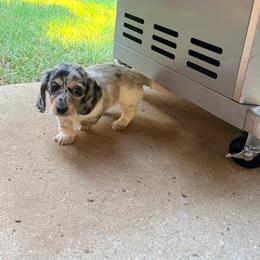 Cookie - Piebald female Dachshund puppy in Lake Dallas, Texas from 2L Dachshunds