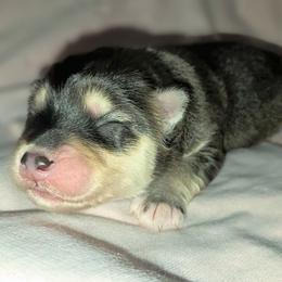White Girl - Black female Pomsky puppy in Kennewick, Washington from Nebula Ranch Pomskies