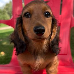 Gucci - Red male Dachshund puppy in Michigan from Hidden Haven Dachshunds