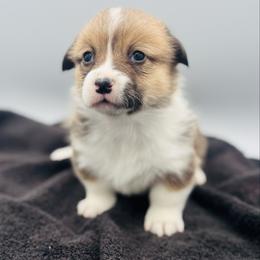 Female 2 - Red female Pembroke Welsh Corgi puppy in Hale, Michigan from All Hale Corgis