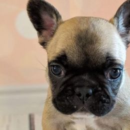 French Bulldogs from The Minifrenchise