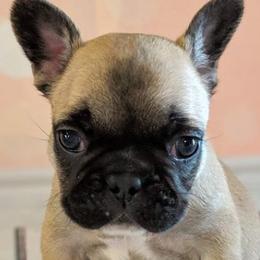 French Bulldogs from The Minifrenchise