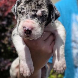 Merlin - Mantle merle male Great Dane puppy in Albany, Oregon from Red Cloud Australian Shepherds and DeGray Great Danes & Bulldogs