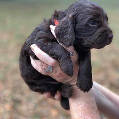 Boykin Spaniel Puppies from Flyin W Boykins