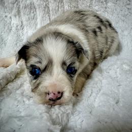 Merle female - Blue merle female Miniature Australian Shepherd puppy in Lemon Cove, California from Magic Ranch Mini Aussies