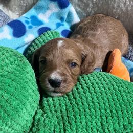 Copper - Apricot male Goldendoodle puppy in Carmichaels, Pennsylvania from JensenBelle Doodles