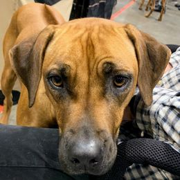 Mazey - Rhodesian Ridgeback