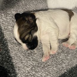Cocker Spaniel Puppies from Becky's Cockers
