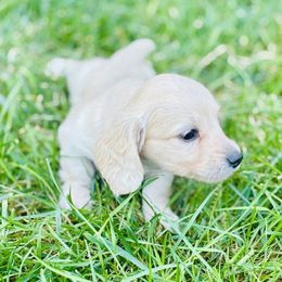Dachshund Puppies from Lala’s Pups