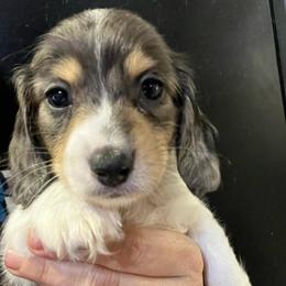 Skipper Boy 4 - Dapple male Dachshund puppy in Bigfork, Minnesota from Dachshunds Up North
