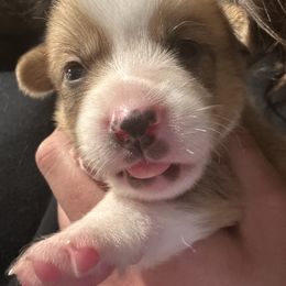 Santa - Red male Pembroke Welsh Corgi puppy in Orangevale, California from Corgis of the Heart
