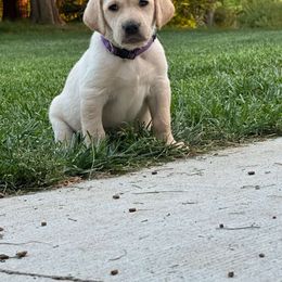 Black - Yellow Labrador Retriever puppy in Tabernacle, New Jersey from Glenn Farm Retrievers
