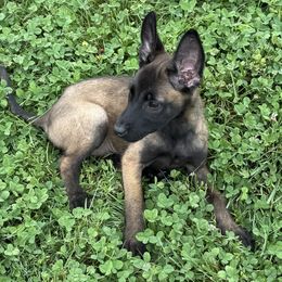 Nika - Black brindle female Dutch Shepherd puppy in Watertown, Connecticut from APACHE CANINE