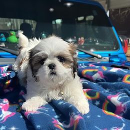 Girl 3 - Black gold and white Shih Tzu puppy in Spartanburg, South Carolina from Vicky‘s precious paw’s