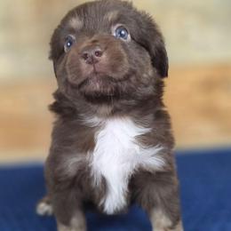 G-1 - Red tri female Miniature Australian Shepherd puppy in Citra, Florida from Southpaw Herders LLC