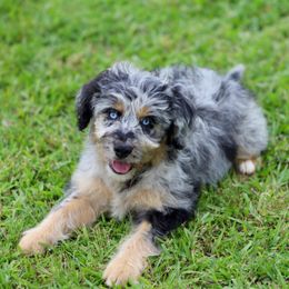 VERA - Aussiedoodle