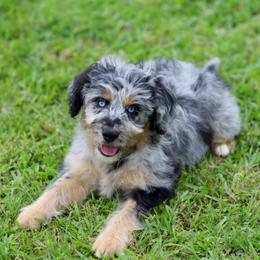 VERA - Aussiedoodle