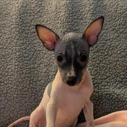 Thistle - White and black female American Hairless Terrier puppy in Phoenix, Arizona from Bare Valley