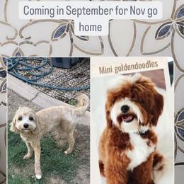 Goldendoodle puppies from Pedersendoodles