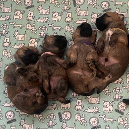 Cairn Terriers from Caledonia Cairns