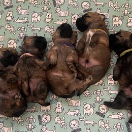 Cairn Terriers from Caledonia Cairns