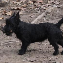 Australian Shepherds, Poodles, and Scottish Terriers from Not Of This World Aussies, Scottie’s, Poodles, & Doodles