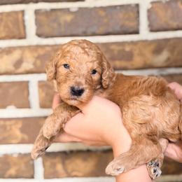 Callum - Apricot male Goldendoodle puppy in Macclenny, Florida from Baker County Goldendoodles