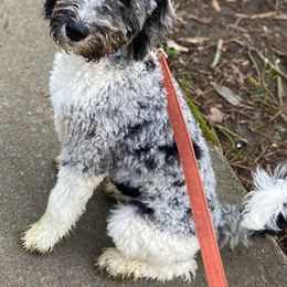 Newfoundland All Grown Up from KelleyDoodles