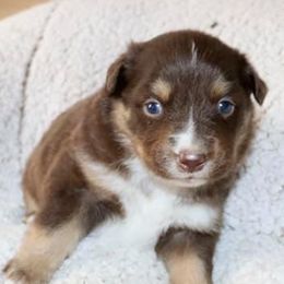 Miniature American Shepherds from Riverside Aussies