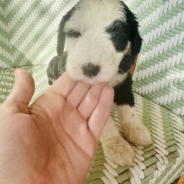 Sheepadoodle Puppies from Boujie Doo’s