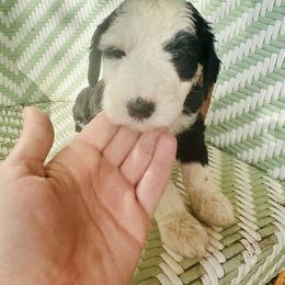 Sheepadoodle Puppies from Boujie Doo’s