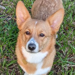 Bun - Pembroke Welsh Corgi