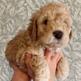 Brisket - Apricot Goldendoodle puppy in Florence, Alabama from Dolly Doodle’s Doodles