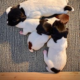 Boy 4 - Liver and white male German Shorthaired Pointer puppy in Dearborn, Missouri from Hardwood Kennels
