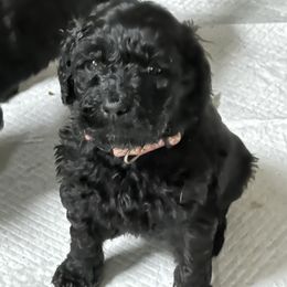 Goldendoodle, Golden Retriever, and Poodle Puppies from Angelic Goldens