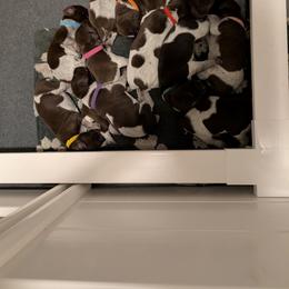 German Shorthaired Pointer Puppies from SAND CREEK Shorthairs
