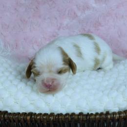 Blenheim - Blenheim female Cavalier King Charles Spaniel puppy in Pasadena, Maryland from Promise Land