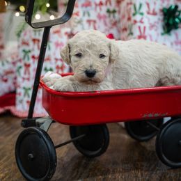 Laramie - Cream female Poodle puppy in Leonard, Texas from Laird Farms