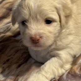 Boy 4 - White male Coton de Tulear puppy in Florida from Dynasty Cotons of Florida