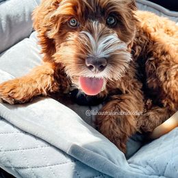 Australian Labradoodle Puppies from Lilah Australian Labradoodles