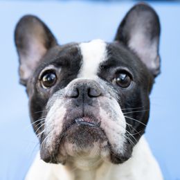 Yoki - French Bulldog